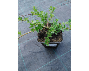 Salix x simulatrix