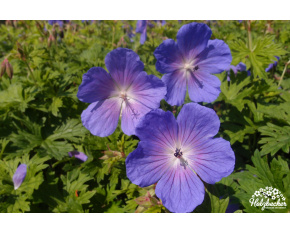 Geranium magnificum