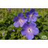 Geranium magnificum