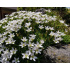 Minuartia stellata