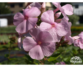 Phlox paniculata ‘Pinkie Hill’