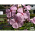 Phlox paniculata ‘Pinkie Hill’