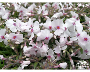 Phlox subulata ‘Amazing Grace’