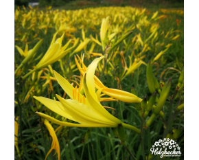 Hemerocallis citrina