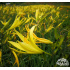 Hemerocallis citrina