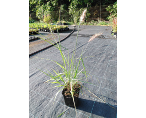 Pennisetum orientale ‘Flamingo’