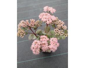 Sedum ‘Matrona’