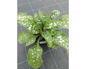 Pulmonaria ‘Shrimps on the Barbie’