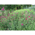 Knautia macedonica ‘Melton Pastels’
