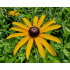 Rudbeckia fulgida var.speciosa
