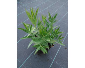 Amsonia ‘Blue Ice’
