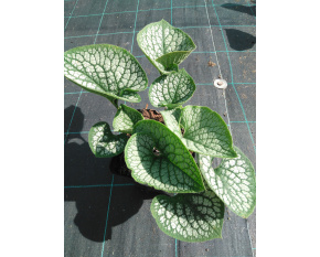 Brunnera macrophylla ‘Sea Heart’
