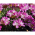 Armeria juniperifolia ‘Drake's Deep Form’