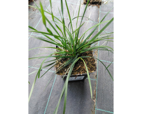Deschampsia cespitosa ‘Palava’