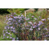 Aster laevis ‘Calliope’