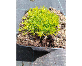 Sagina subulata ‘Aurea’