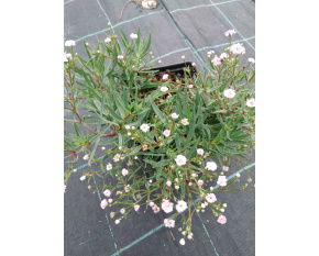 Gypsophila ‘Rosenschleier’
