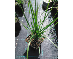 Calamagrostis x acutiflora ‘Karl Foerster’