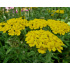 Achillea millefolium ‘Desert Eve Light Yellow’