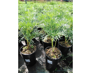 Paeonia tenuifolia