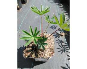 Lupinus polyphyllus ‘Gallery Red’