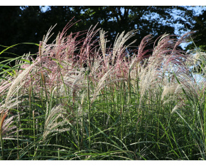 Miscanthus sinensis ‘Kleine  Fontäne’