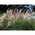 Miscanthus sinensis ‘Kleine  Fontäne’