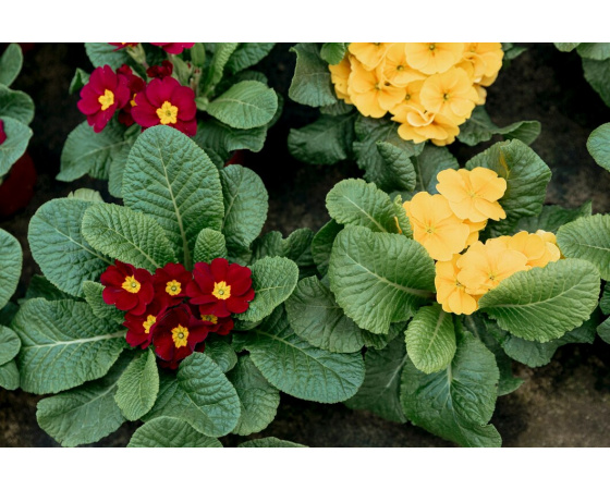Primula x pubescens