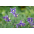Aquilegia vulgaris