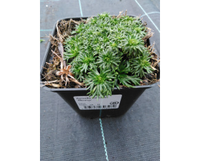 Azorella trifurcata ‘Minima’