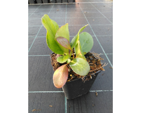 Bergenia cordifolia