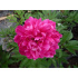 Paeonia lactiflora ‘Karl Rosenfield’