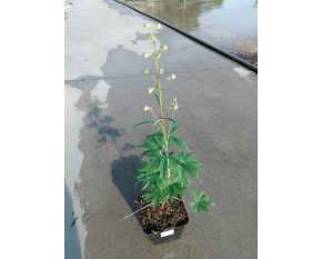 Delphinium ‘Chantay’