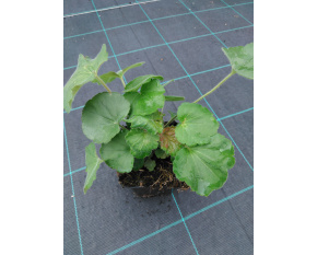 Heuchera villosa var. macrorrhiza