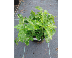 Melissa officinalis
