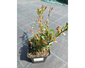 Salix x moorei