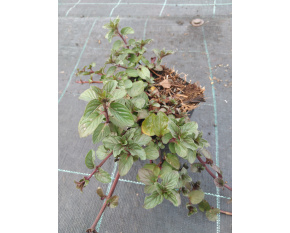Mentha piperita