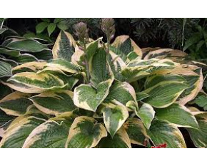Hosta ‘Brim Cup’