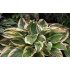 Hosta ‘Brim Cup’