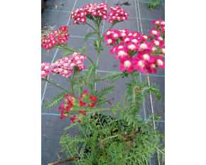 Achillea millefolium ‘Red Velvet’