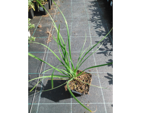 Allium tuberosum