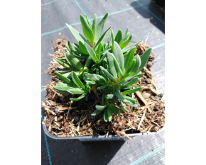 Gypsophila repens ‘Rosea’