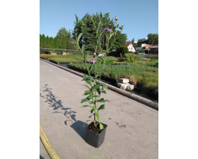 Aster thomsonii