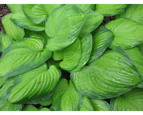 Hosta ‘Guacamole’