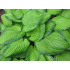 Hosta ‘Guacamole’
