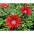 Delosperma ‘Sundella Red’