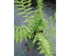 Athyrium filix-femina