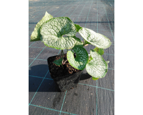 Brunnera macrophylla ‘Sea Heart’
