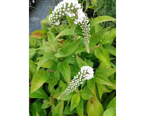 Lysimachia clethroides