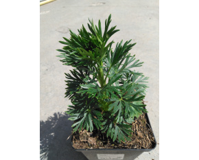 Aconitum napellus ‘Album’